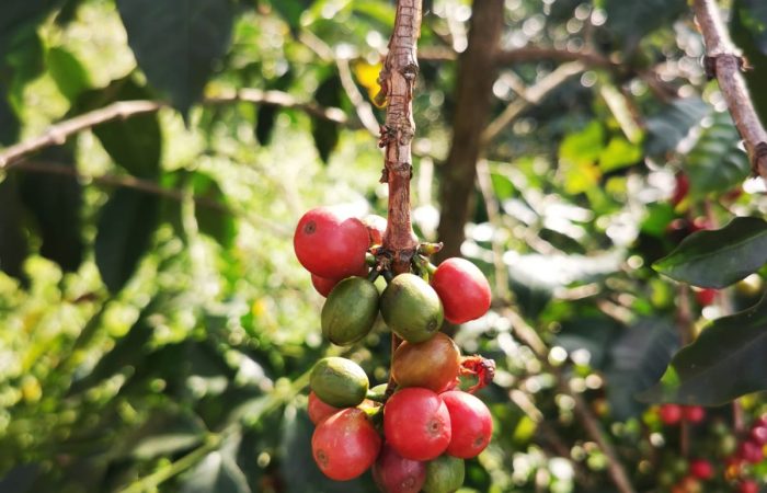 Cafés de Laureles